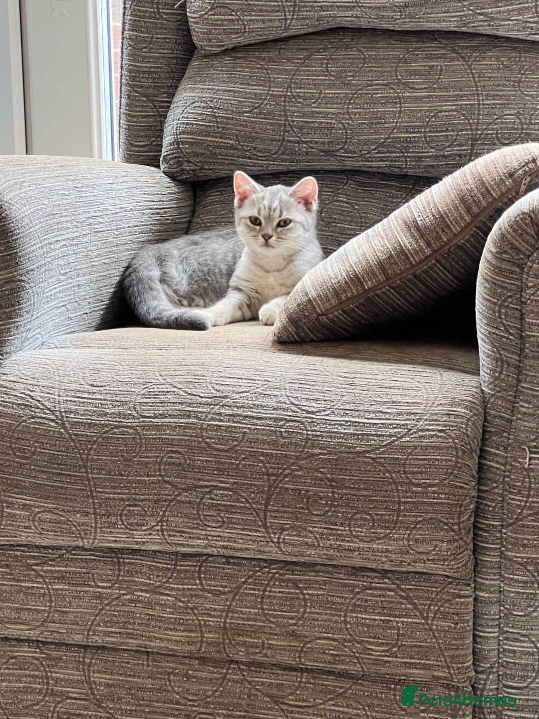 British Shorthair cats for sale: Beautiful silver spotted BSH for sad sale  - Image 8