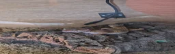 Gecko reptiles for sale: Beautiful leopard gecko - Advert 1