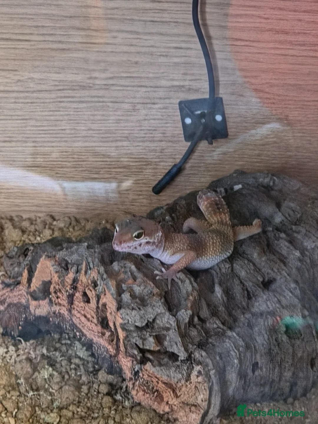 Gecko reptiles for sale: Beautiful leopard gecko - Advert 1