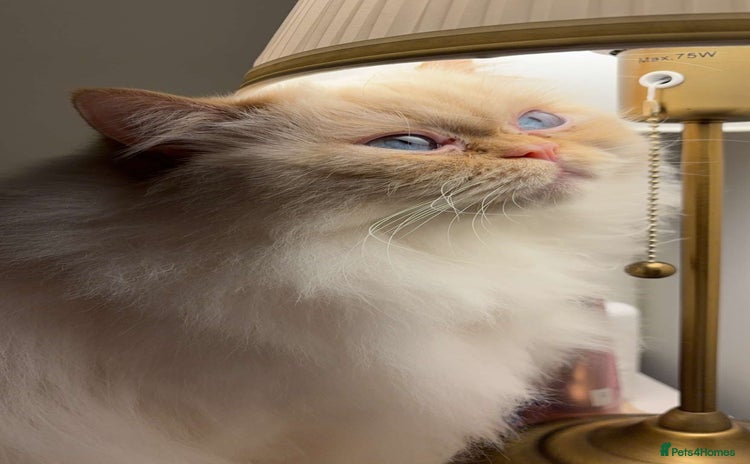Persian cats - Advert 3