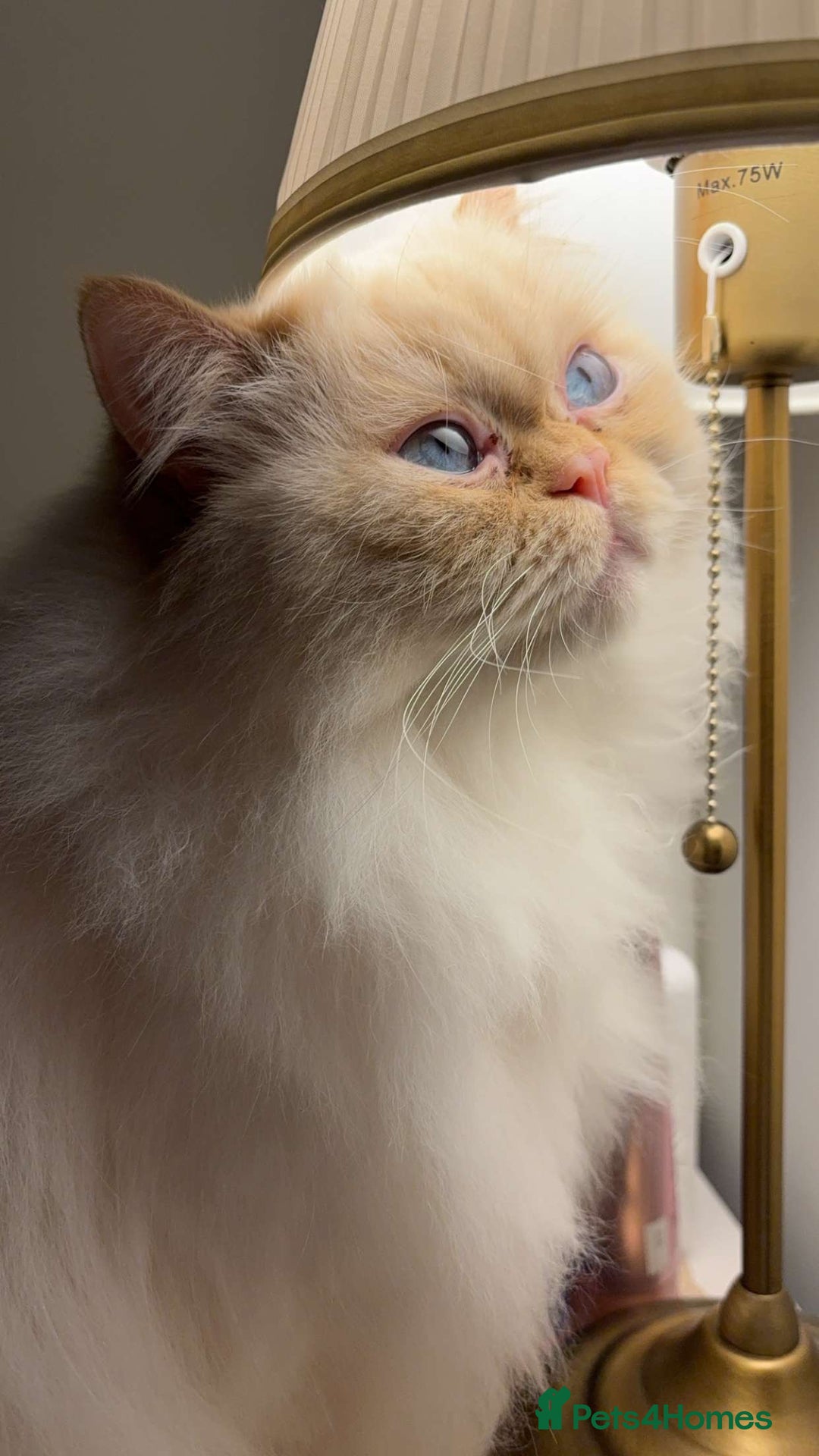 Persian cats for sale: White Persian male  - Image 1