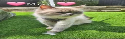Ragdoll cats for sale: Blue Point Ragdoll Baby Boy 🩵 - Advert 6