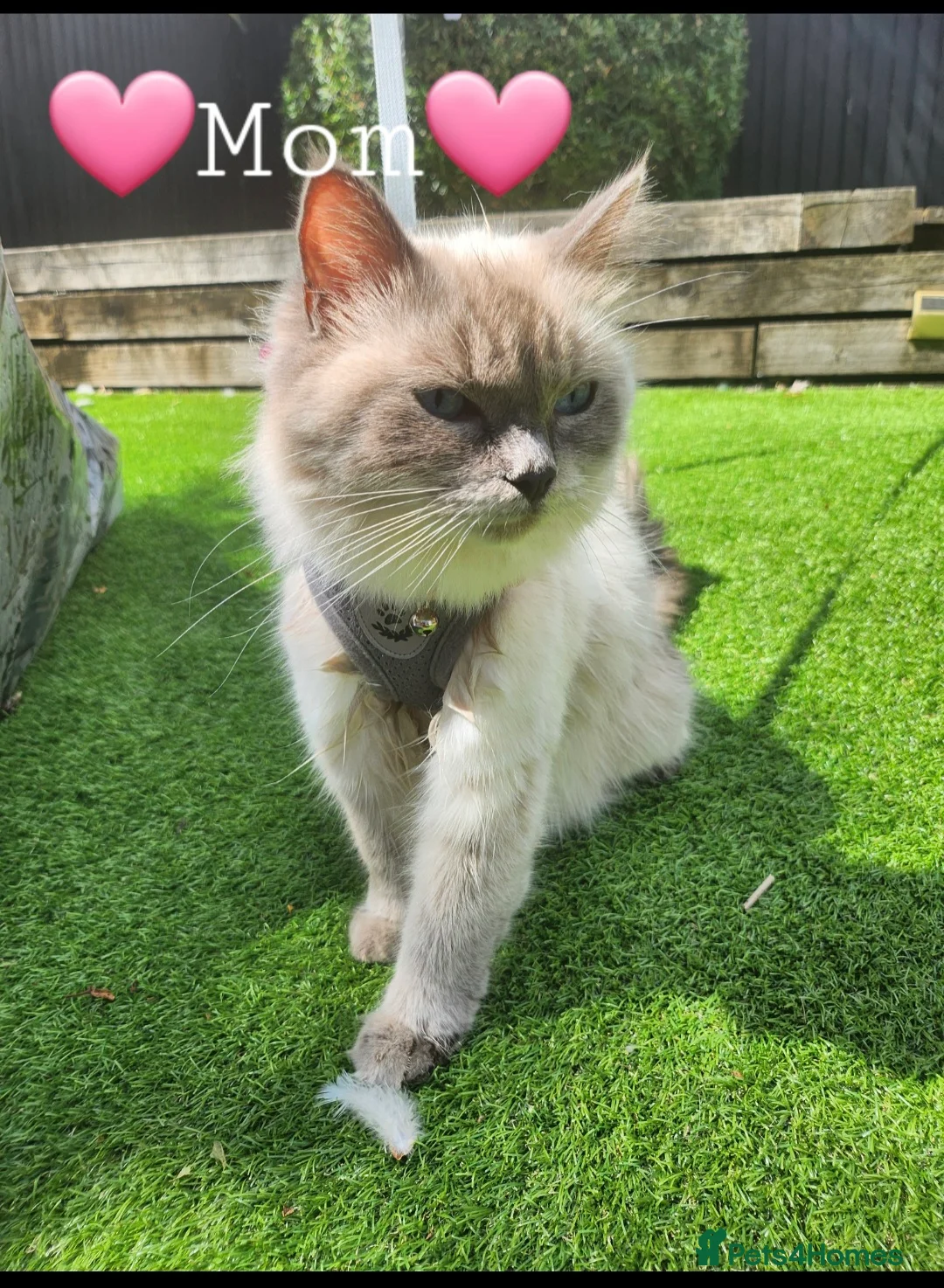 Ragdoll cats for sale: Blue Point Ragdoll Baby Boy 🩵 - Advert 6