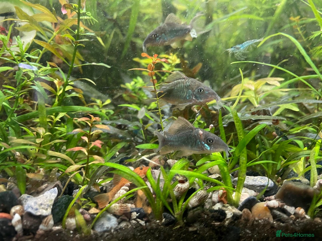 Corys fish for sale: Emerald Cory Splendens 1 male+1 female size 6 cm.  - Image 2