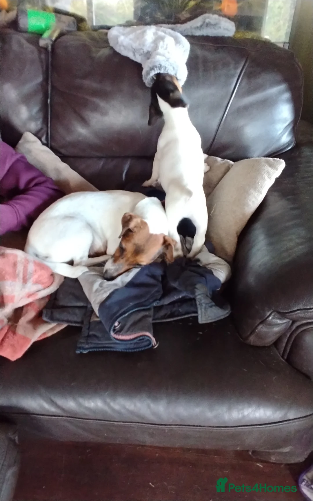 Jack Russell dogs for sale: Gorgeous boy Jack Russell pup in Denny - Advert 6