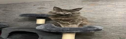 Maine Coon cats for sale: Beautiful Maine Coon Kittens  - Advert 13