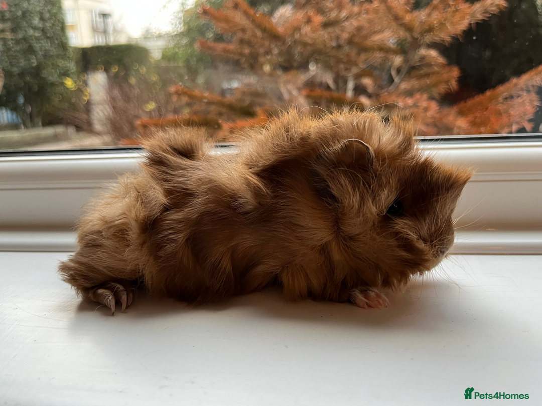 Guinea Pig rodents for sale: Long Haired Peruvian Guinea Pigs! - Advert 2