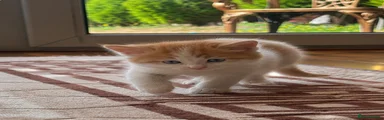 Milo