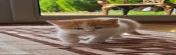 Mixed Breed cats for sale: Beautiful Long Haired Kittens  in Northampton - Advert 3