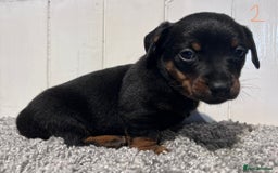 Lancashire Heeler dogs for sale: Lancashire Heelers - Image 18