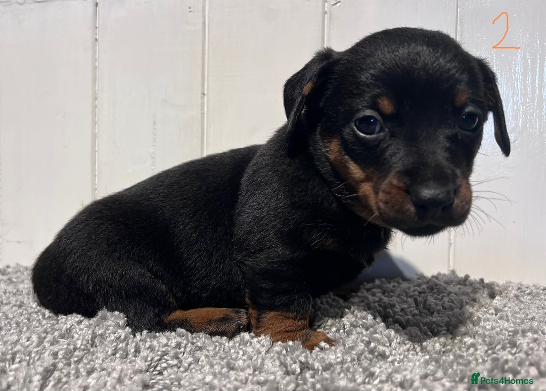 Lancashire Heeler dogs for sale: Lancashire Heelers - Image 18
