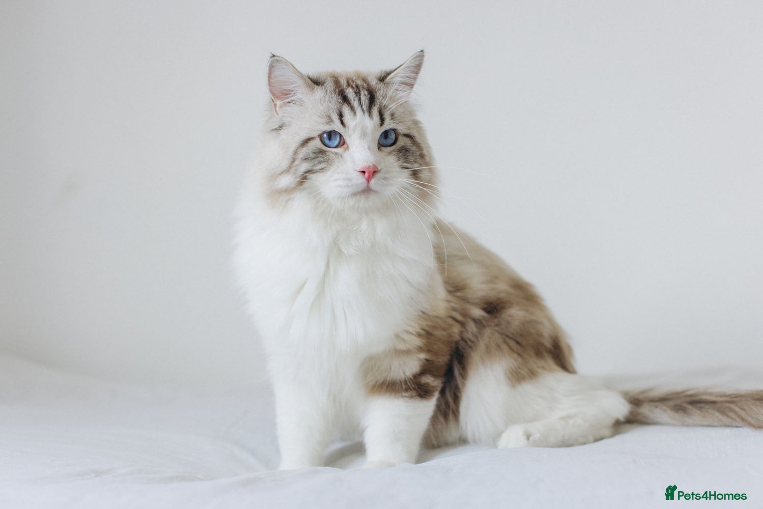 Ragdoll cats Stunning Seal Bicolour Lynx Ragdoll (stud only) - Advert 1