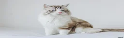 Ragdoll cats for stud: Stunning Seal Bicolour Lynx Ragdoll (stud only) - Advert 1