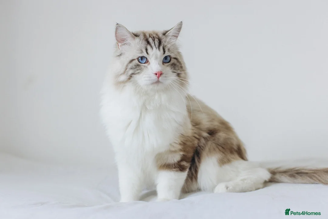 Ragdoll cats for stud: Stunning Seal Bicolour Lynx Ragdoll (stud only) - Advert 1