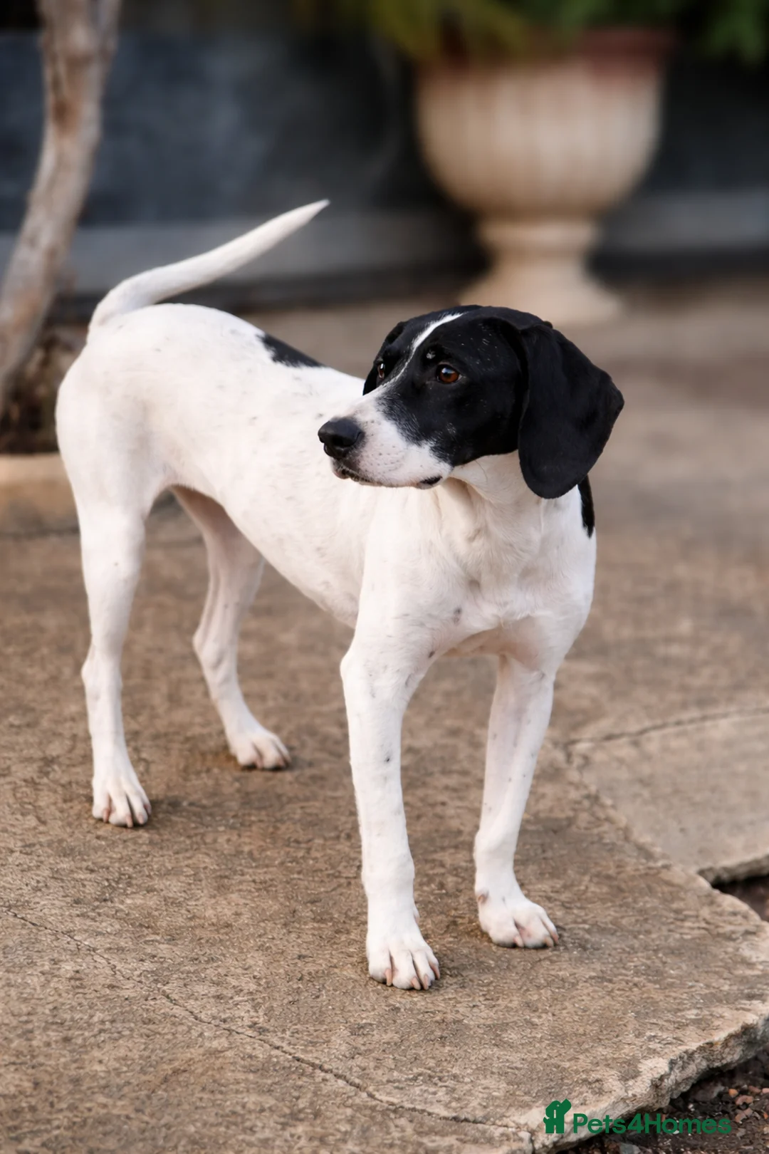 Pointer dogs for adoption: Oliver.From Broken to Brave.Ready for Forever Home - Advert 9