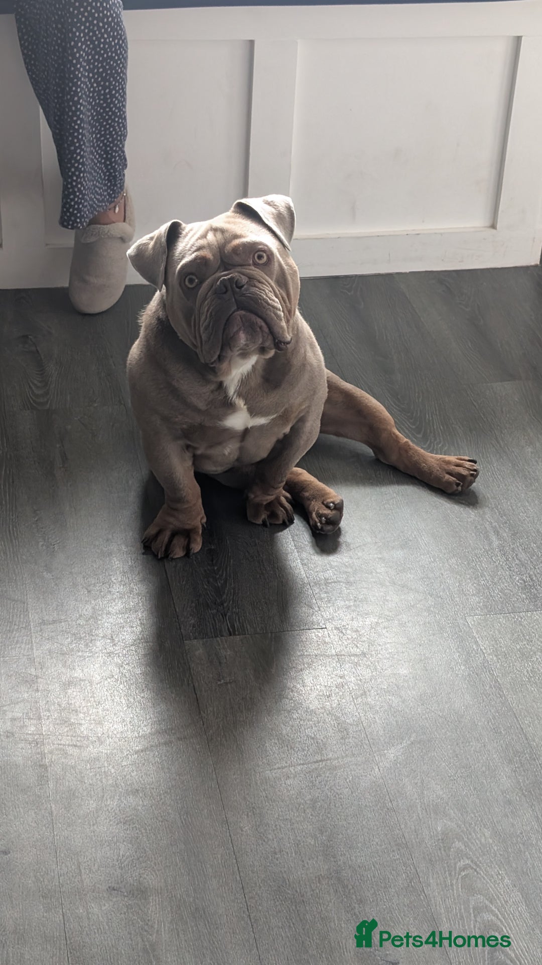 English Bulldog dogs for sale: 2 year old Male - Advert 4