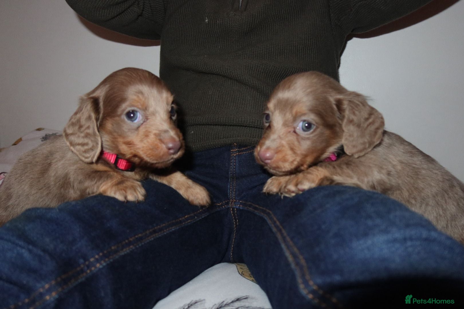 Miniature Dachshund dogs Last 2 blue&tan girls kc longhair mini dachshunds - Advert 13