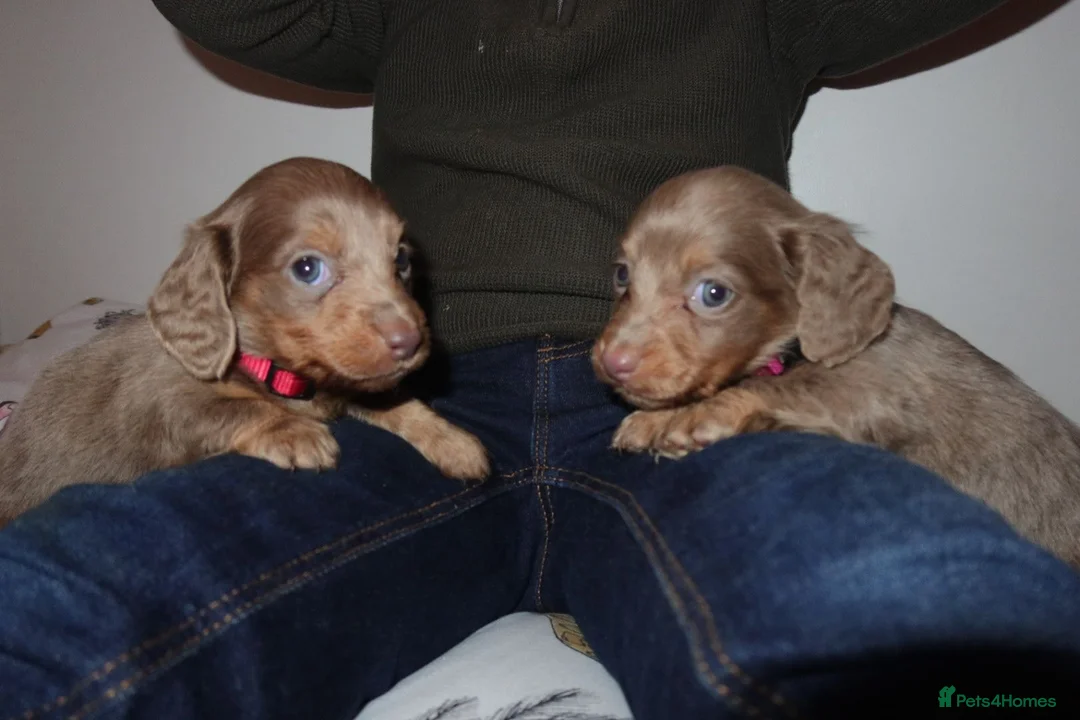 Miniature Dachshund dogs for sale: Last 2 blue&tan girls kc longhair mini dachshunds - Advert 1