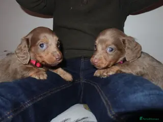 Miniature Dachshund dogs Last 2 blue&tan girls kc longhair mini dachshunds - Advert 13