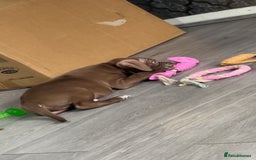 American Bully dogs for sale: Male American bully - Image 5