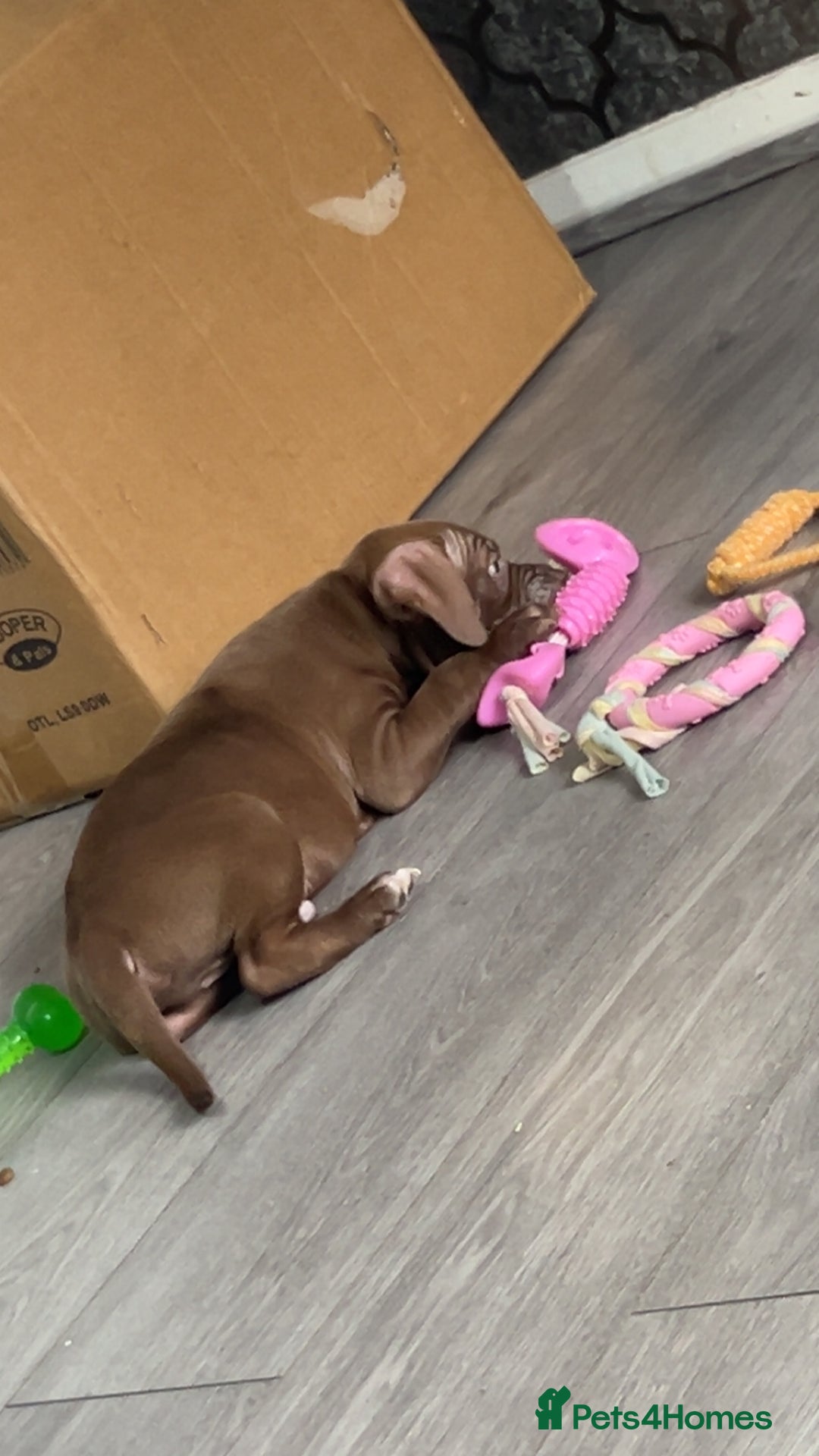 American Bully dogs for sale: Male American bully - Image 5