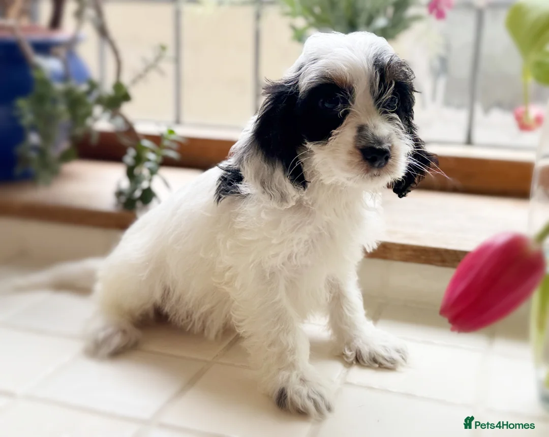 Cockapoo dogs for sale: Stunning health tested Cocker Poo puppies  - Advert 6