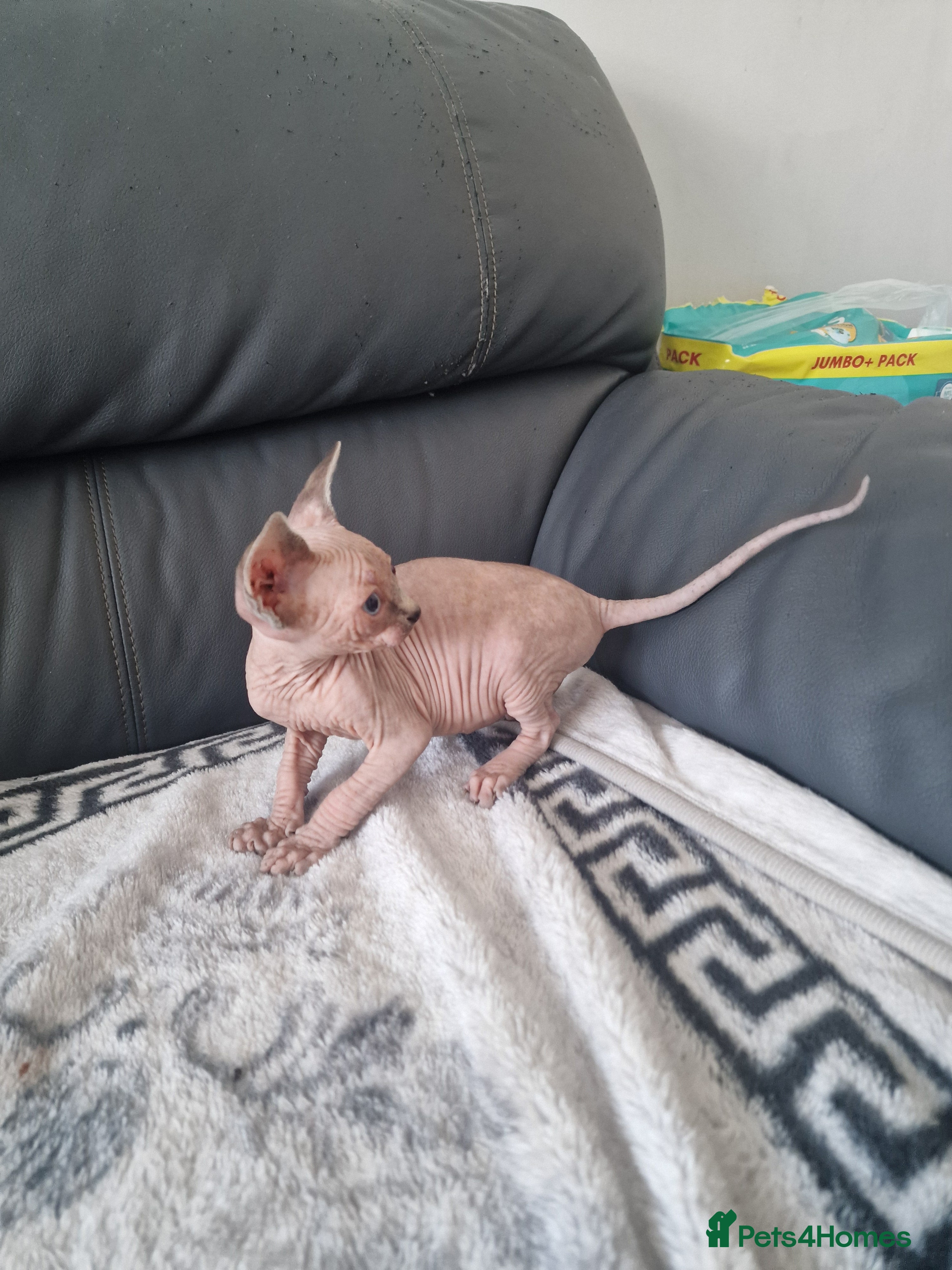 Sphynx cats Sphynx Kittens Looking for Loving Homes  - Advert 2