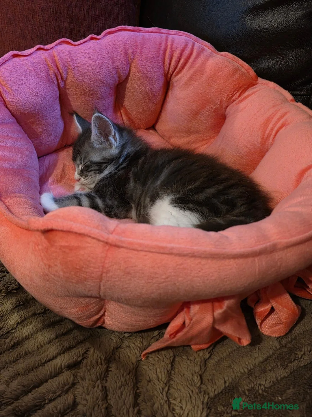 Maine Coon cats for sale: 3 maine coon kittens  - Advert 2