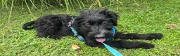 Mixed Breed dogs for adoption: Bert  - Advert 2