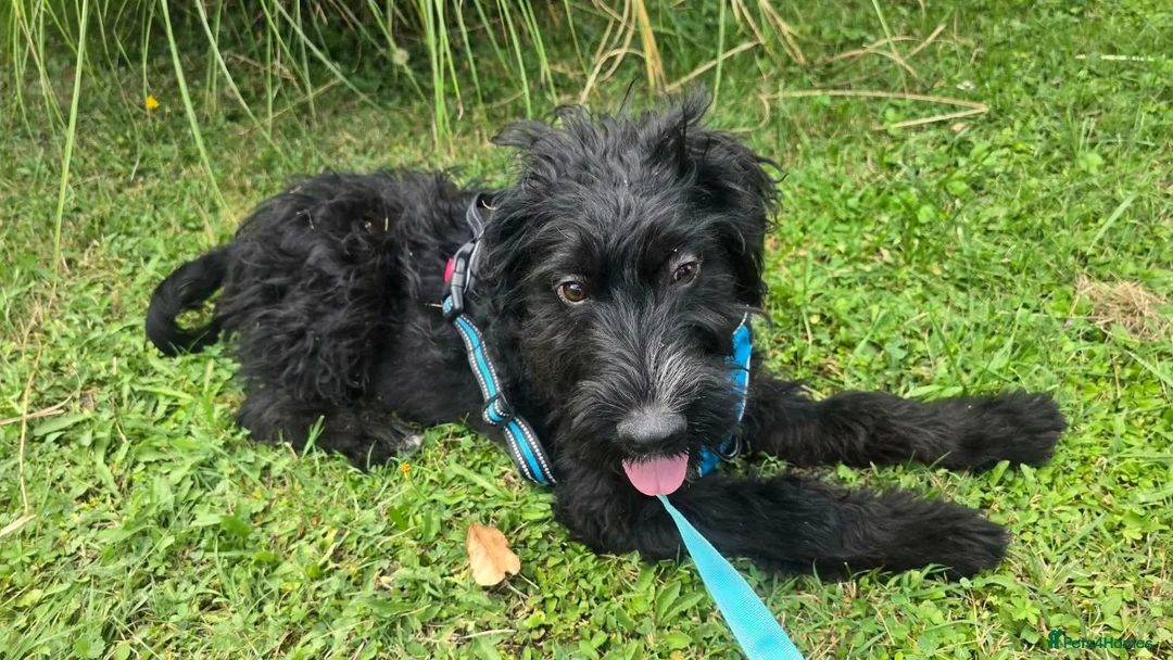 Mixed Breed dogs for adoption: Bert  - Advert 2