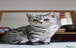 British Shorthair cats for sale: GCCF REGISTERED CHAMPION LINES SILVER SPOTTED BSH - Image 23