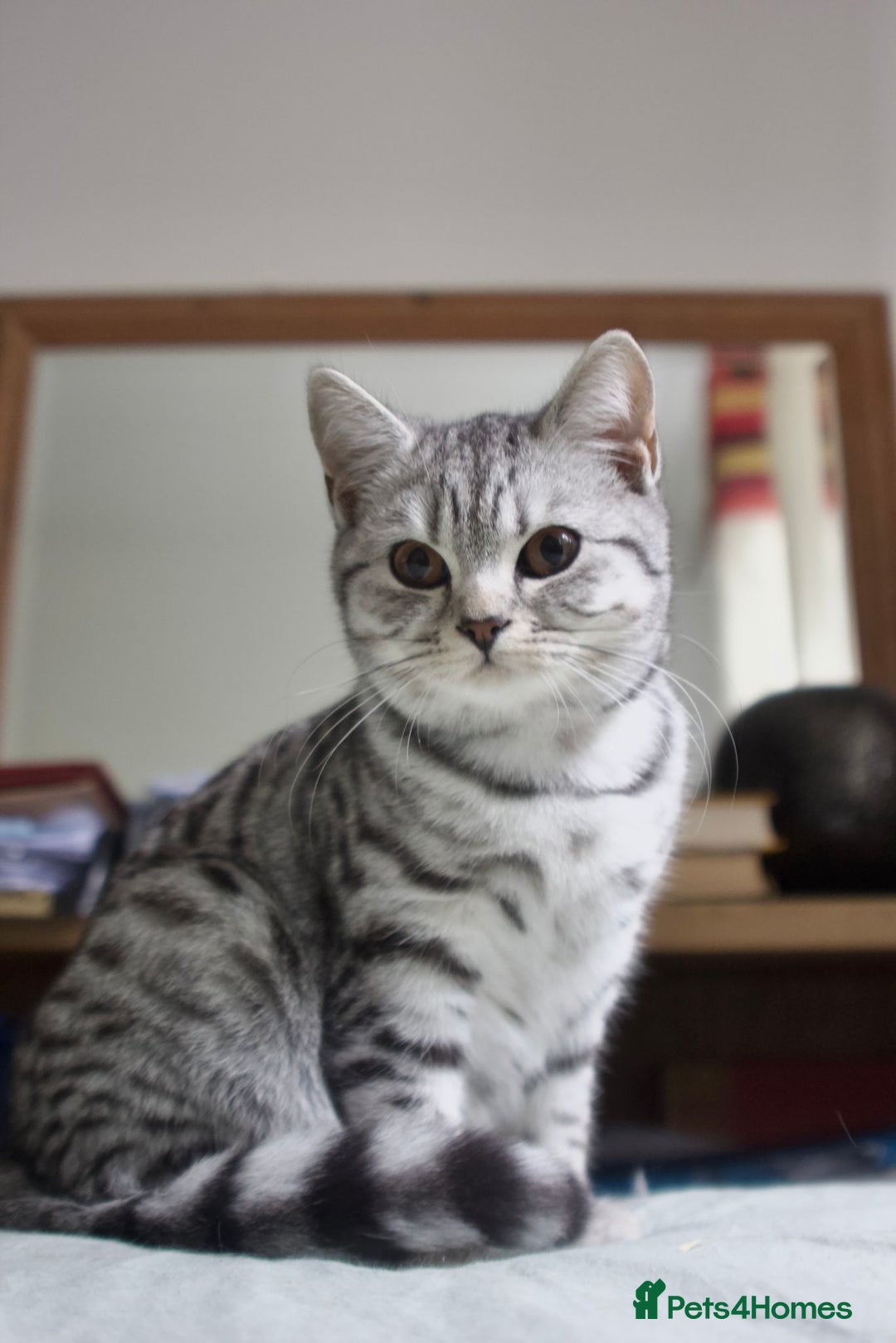 British Shorthair cats for sale: GCCF REGISTERED CHAMPION LINES SILVER SPOTTED BSH - Image 23