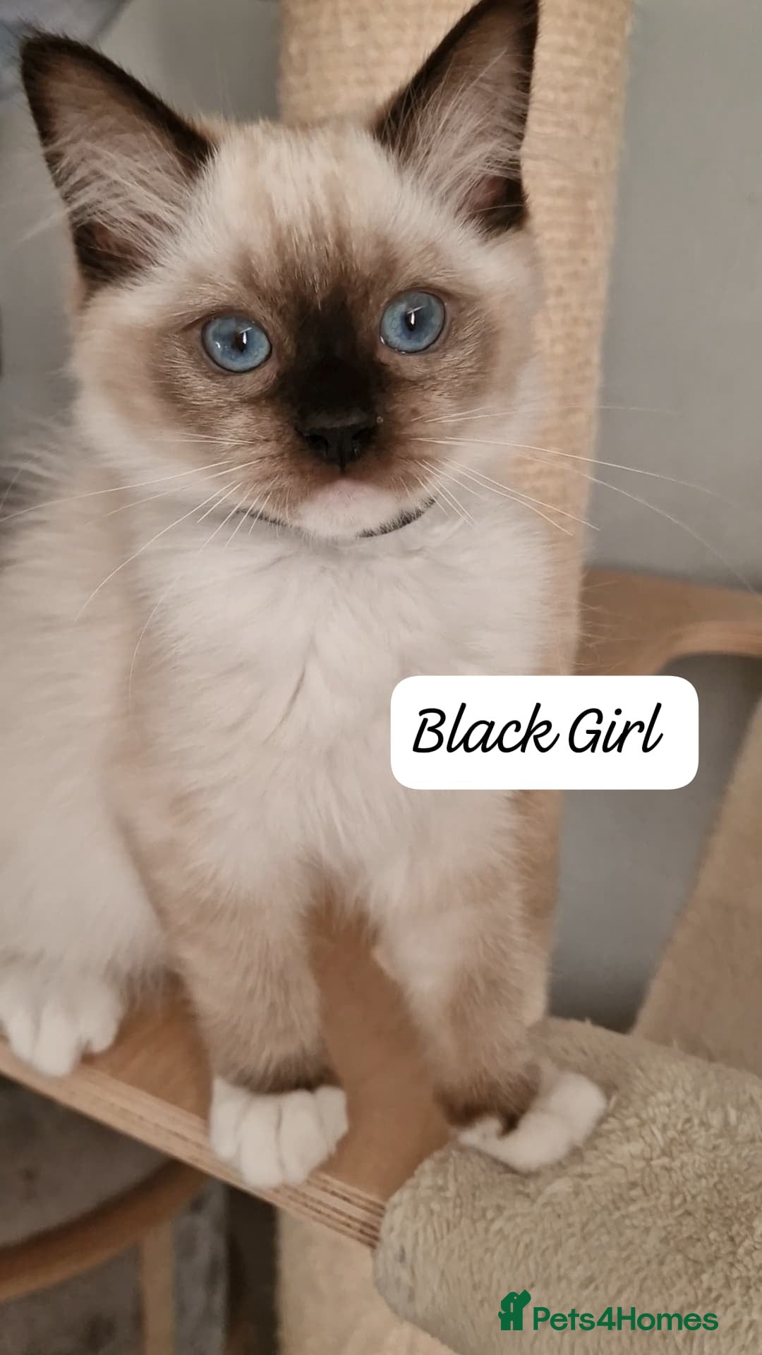 Ragdoll cats Last 3 Luxury Kittens left -European line Ragdoll - Advert 8