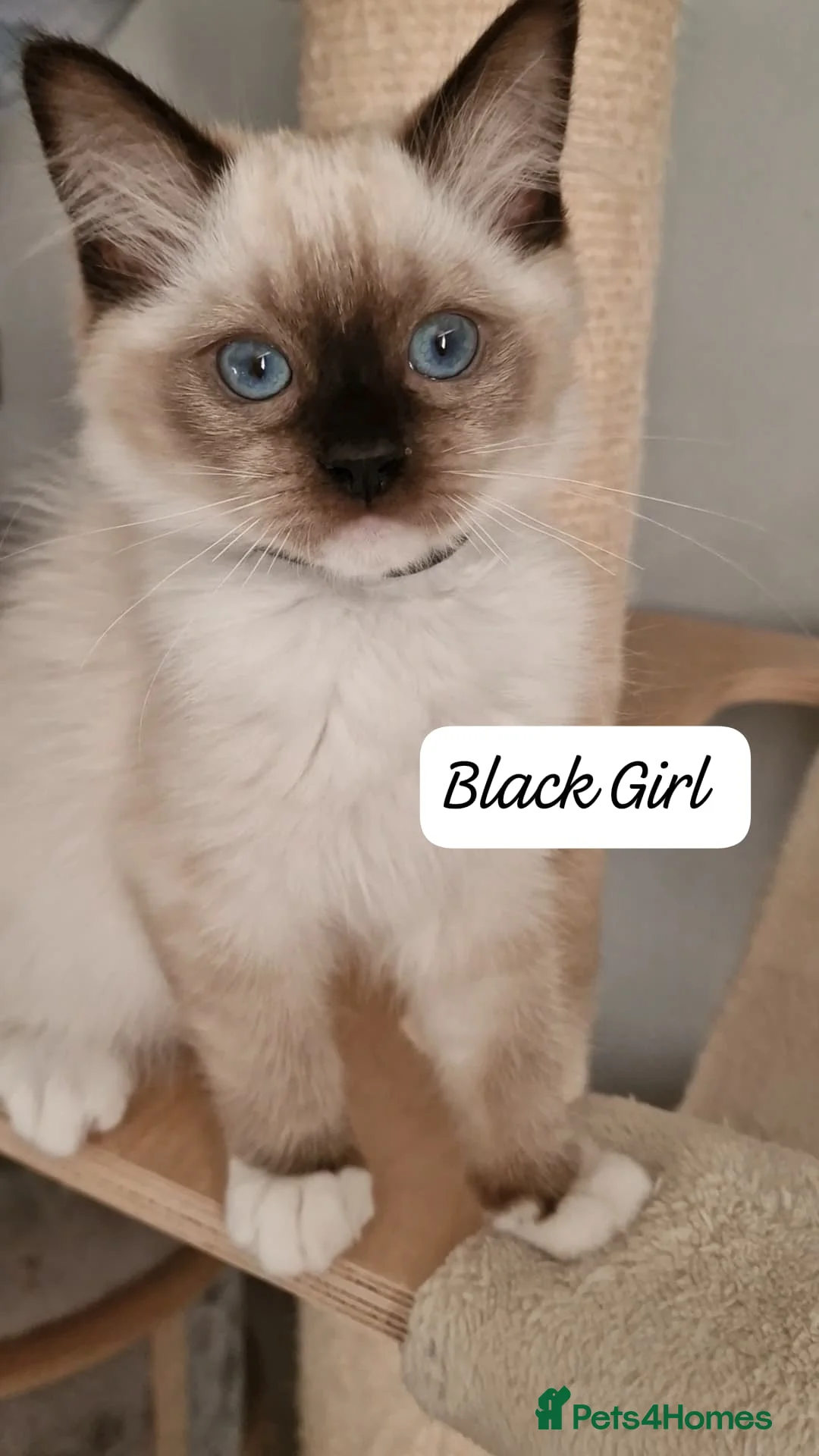 Ragdoll cats for sale: Last 3 Luxury Kittens left -European line Ragdoll - Advert 1