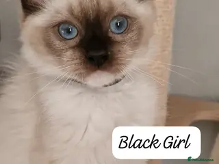 Ragdoll cats Last 3 Luxury Kittens left -European line Ragdoll - Advert 4