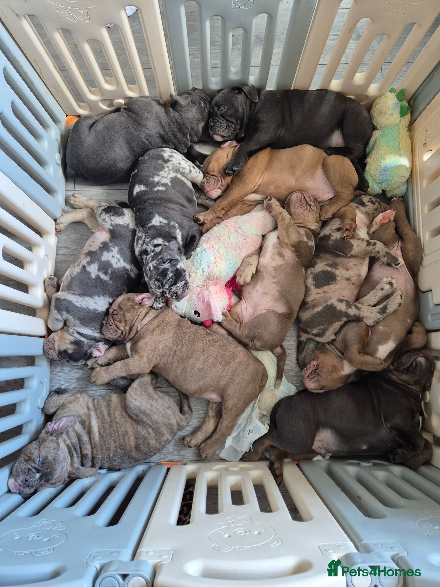 Olde English Bulldogge dogs Ready to leave now Rare F4 Olde English Bulldogge! - Advert 1