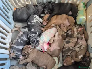 Olde English Bulldogge dogs Ready to leave now Rare F4 Olde English Bulldogge! - Advert 2