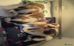 Saint Bernard dogs for sale: Outstanding chunky Saint Bernard puppies for sale - Image 23