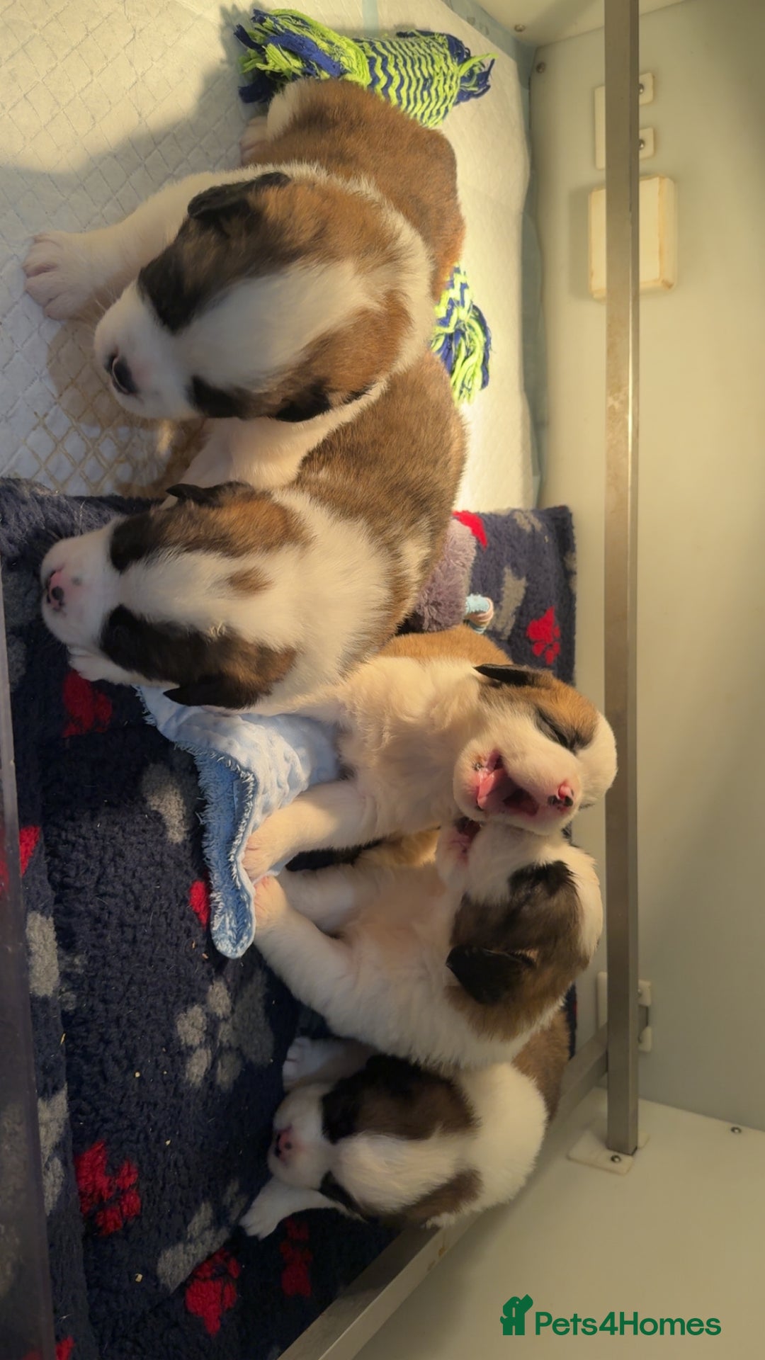 Saint Bernard dogs for sale: Outstanding chunky Saint Bernard puppies for sale - Image 23
