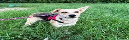 Mixed Breed dogs for adoption: ❤️Caramel❤️ 10-month-old lower-medium awesome girl - Advert 11