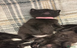 Mixed Breed cats for sale: Beautiful black kittens for sale  - Image 7