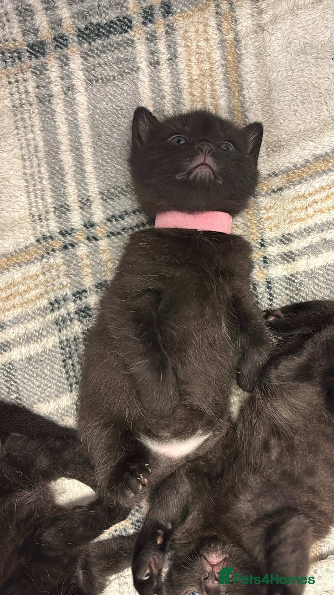Mixed Breed cats for sale: Beautiful black kittens for sale  - Image 7