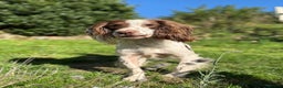 English Springer Spaniel dogs for sale: Hardest Decision Brother and Sister  - Advert 4