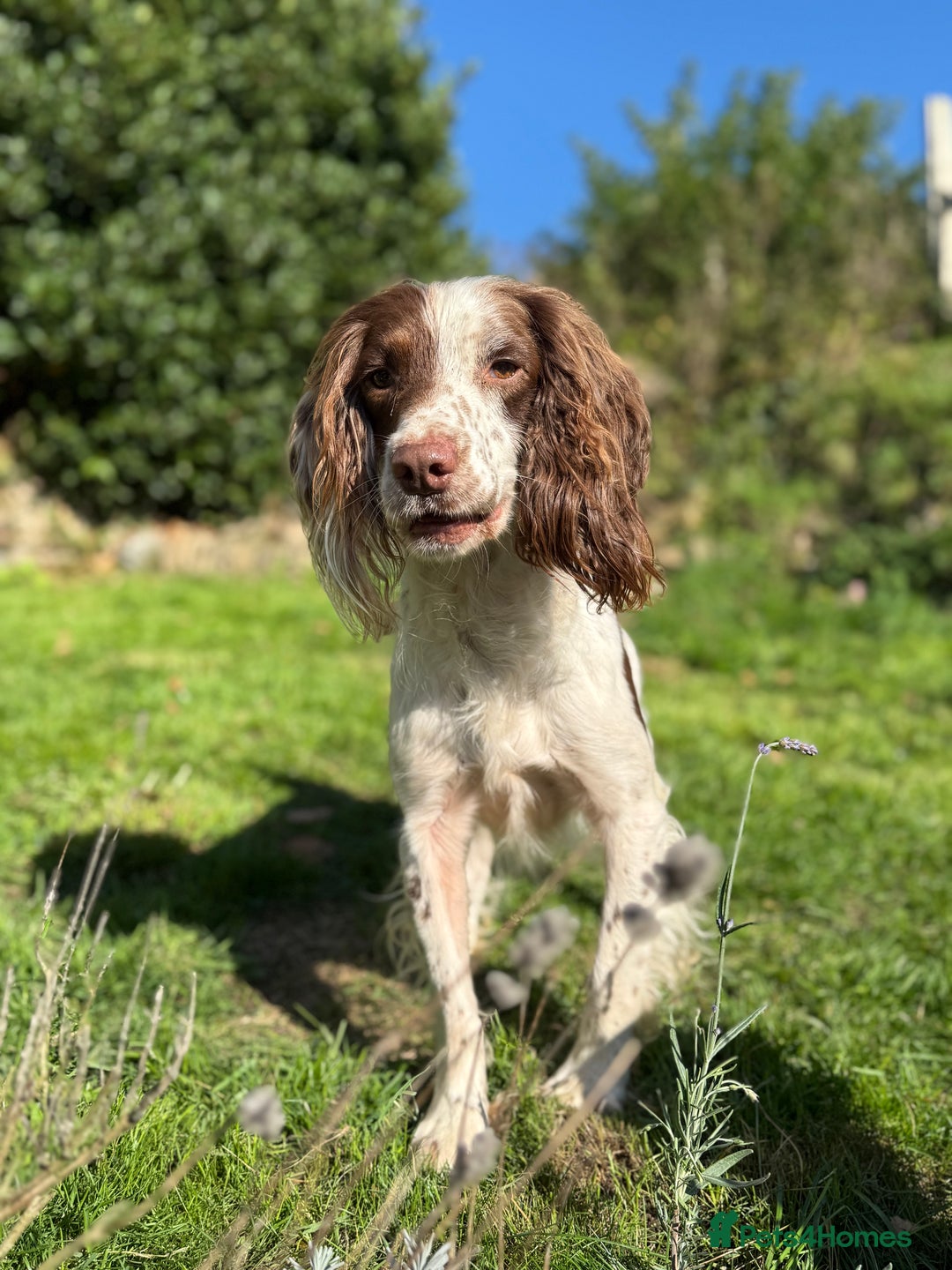 English Springer Spaniel dogs for sale: Hardest Decision Brother and Sister  - Advert 4
