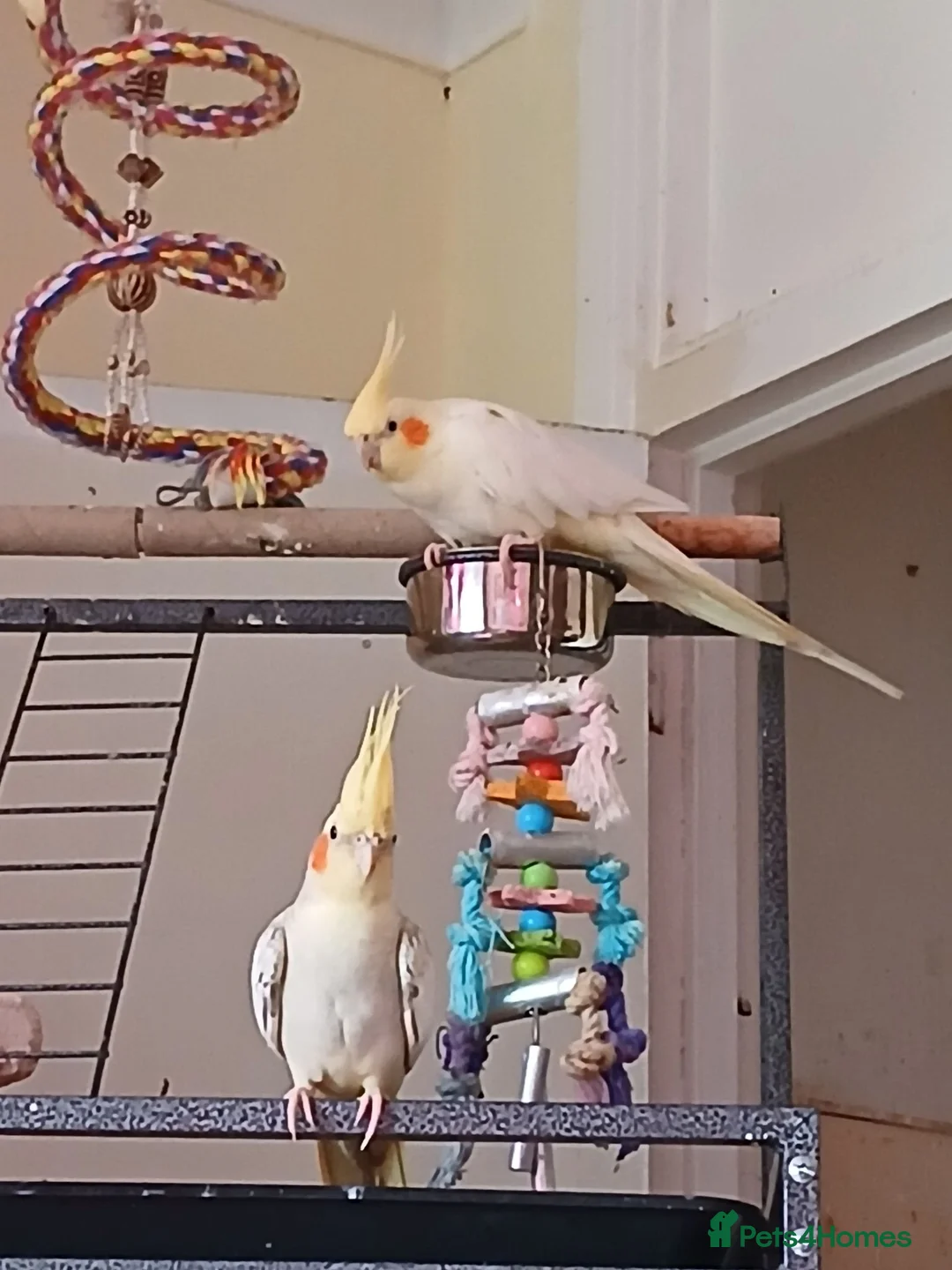 Cockatiels birds for sale: Bobby  - Advert 4