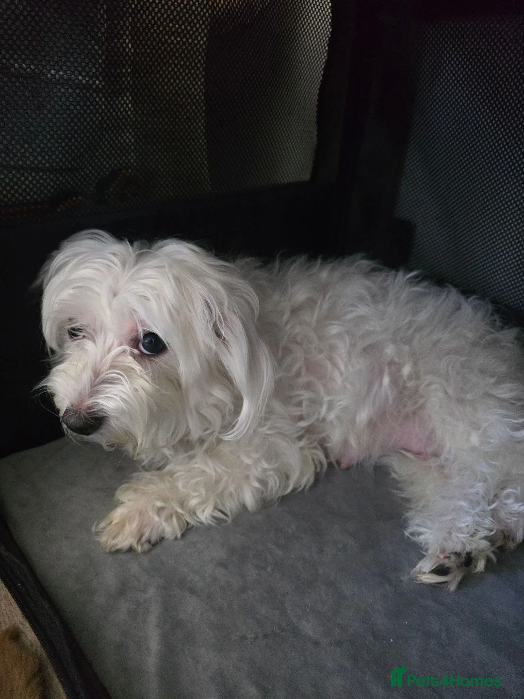 Maltese dogs for sale: 5 years old Sisi Maltese  - Advert 4