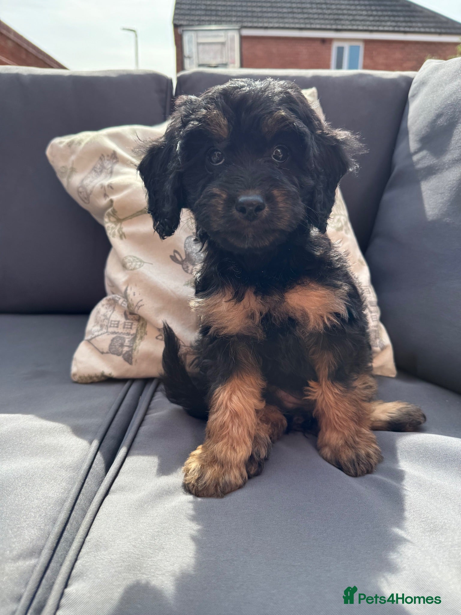Cockapoo dogs Last Cockapoo Puppy - Ready Now - Advert 6