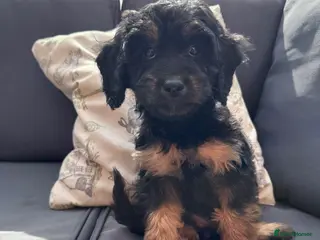 Cockapoo dogs Last Cockapoo Puppy - Ready Now - Advert 6
