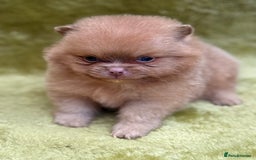Pomeranian dogs for sale: Teddy bear poms x - Image 8