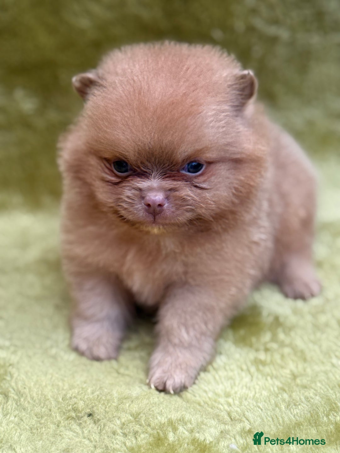 Pomeranian dogs for sale: Teddy bear poms x - Image 8